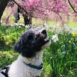 Meet your Posher, Ella